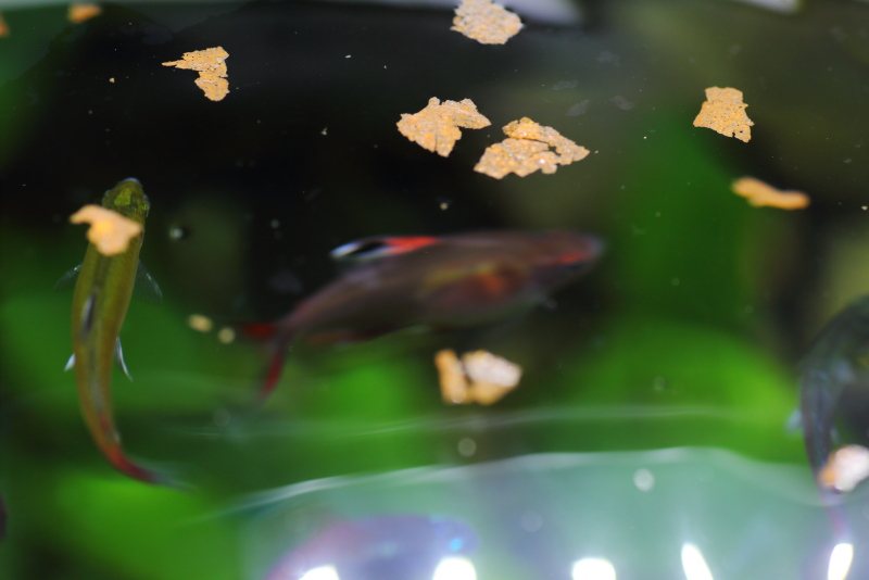 色　キョーリン　ネオプロス